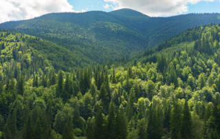 Build Green: Sustainable Interior Design & Sustainable Construction Materials in Millwork