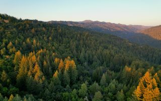 california,redwoods,usa,fforest, pines, landscape, conservation, nature, energy