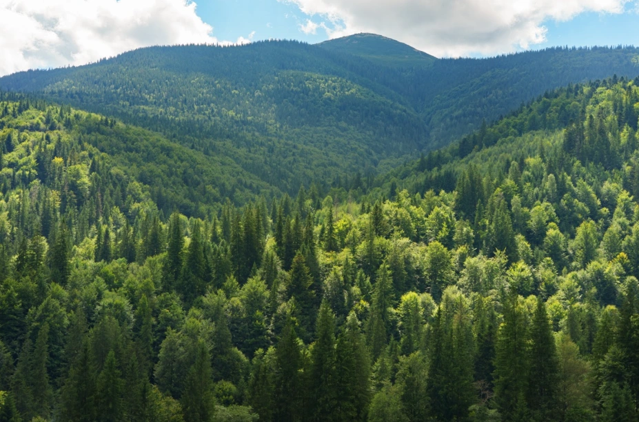 Build Green: Sustainable Interior Design & Sustainable Construction Materials in Millwork